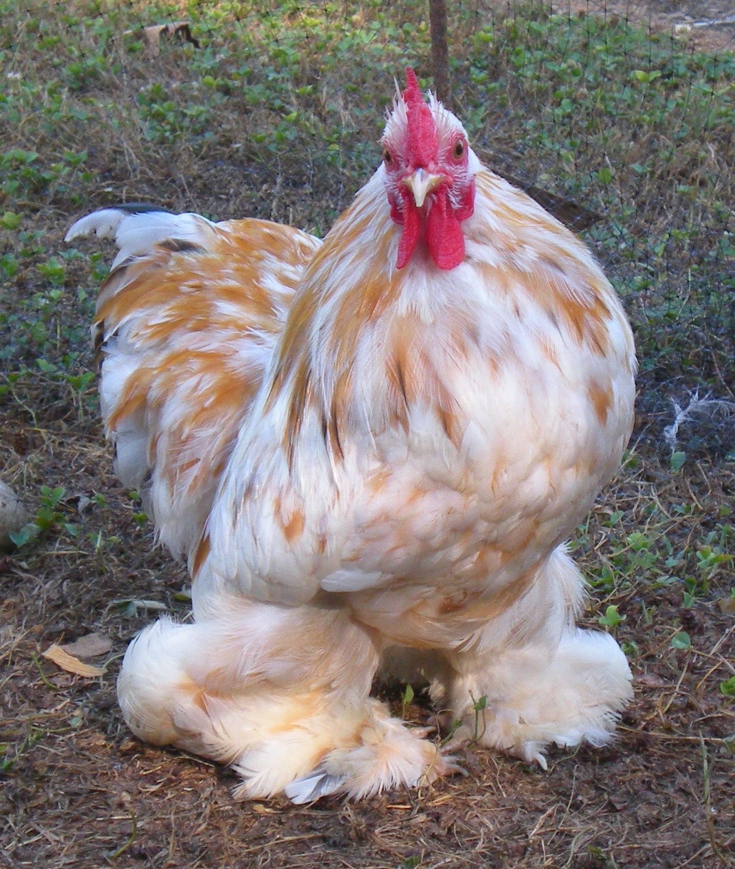 mô hình chăn nuôi gà đá mô hình chăn nuôi gà đá