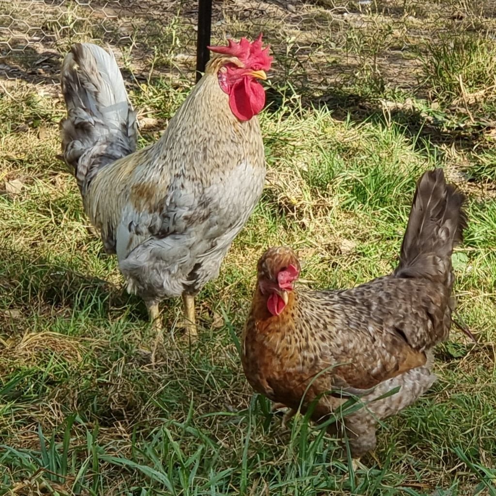đá gà hay nhất ở thomo đá gà hay nhất ở thomo