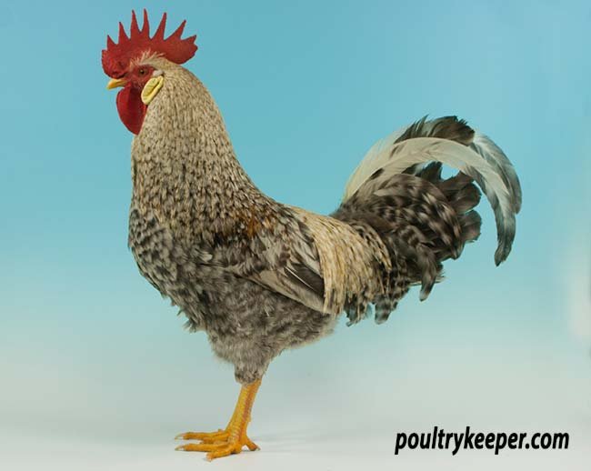 cách điều trị gà đá bị lác cách điều trị gà đá bị lác