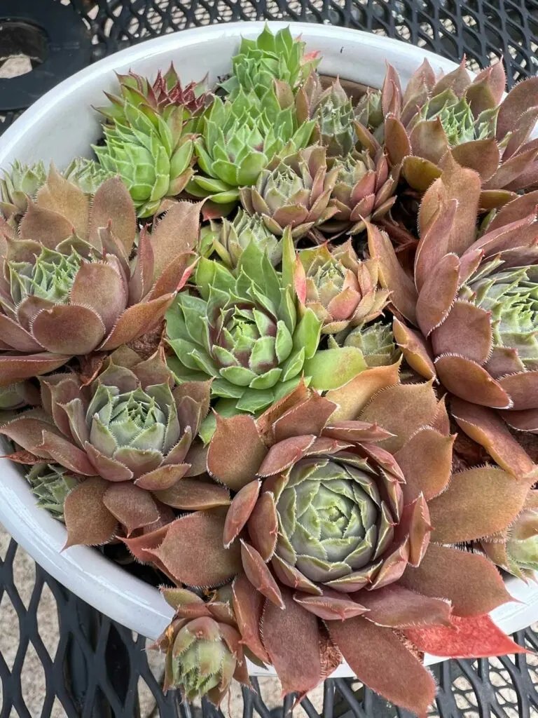 gà đòn đá chết gà đòn đá chết