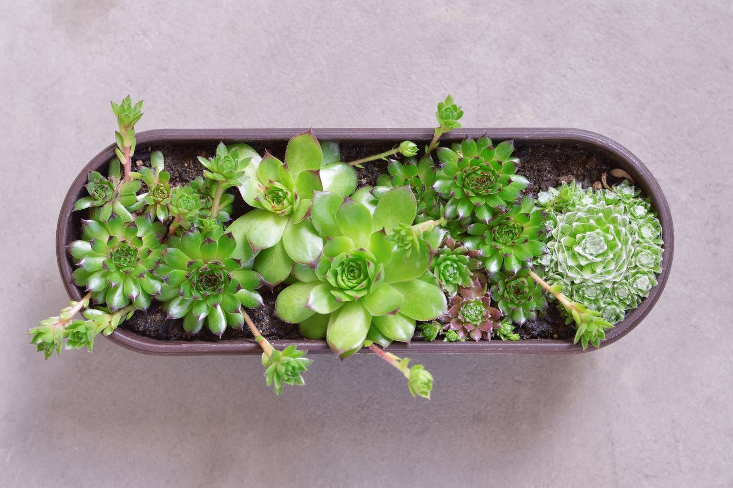 xem đá gà thomo trực tiếp xem đá gà thomo trực tiếp