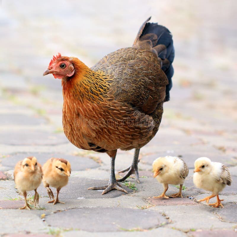 đăng ký tài khoản đá gà thomo đăng ký tài khoản đá gà thomo