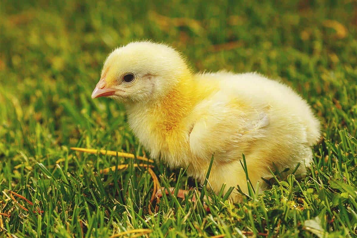 đá gà tre trực tiếp thomo hôm nay,Đá gà tre trực tiếp Thomo hôm nay: Giới thiệu chi tiết đá gà tre trực tiếp thomo hôm nay,Đá gà tre trực tiếp Thomo hôm nay: Giới thiệu chi tiết