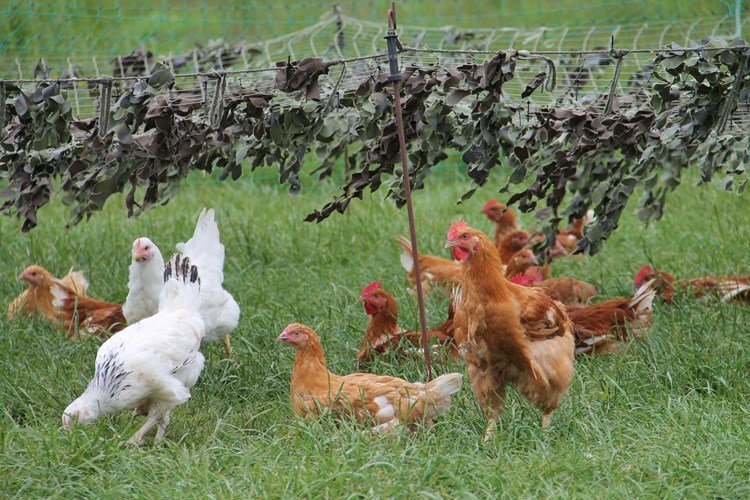 xem đá gà che cựa sắt trực tiếp xem đá gà che cựa sắt trực tiếp
