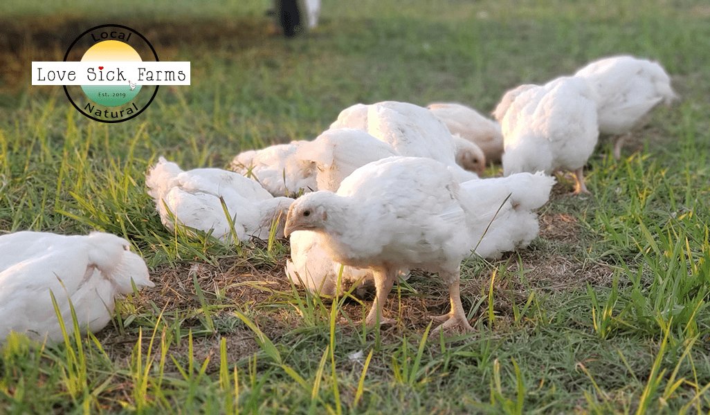 chọn gà đá con chọn gà đá con