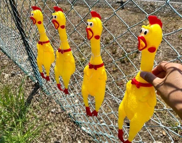 gà chọi đá đòn cáo gà chọi đá đòn cáo