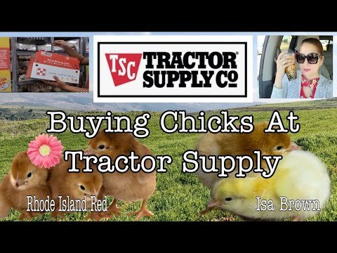đá gà thomo trực tiếp hôm nay có bình luận đá gà thomo trực tiếp hôm nay có bình luận