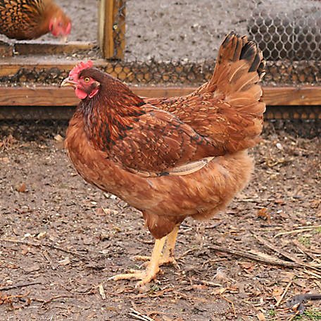 cách nuôi gà tre đá bo lớn cách nuôi gà tre đá bo lớn