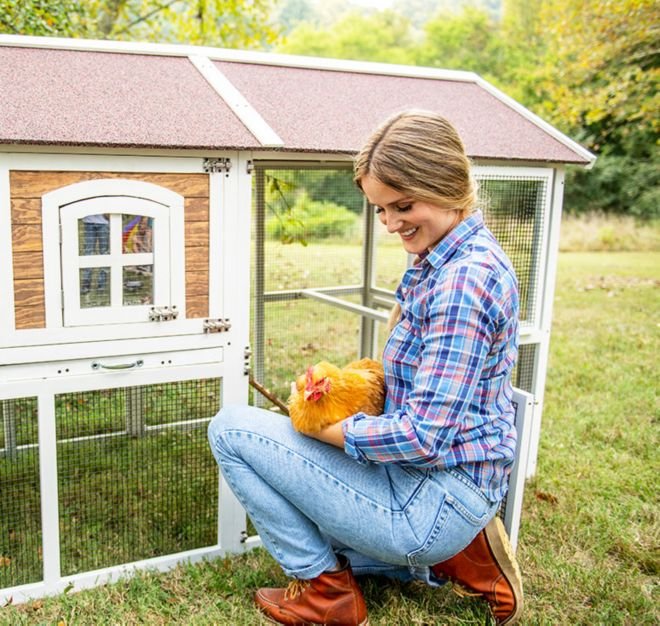 trang trại gà đá cần thơ trang trại gà đá cần thơ