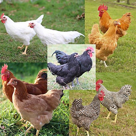trực tiếp đá gà c1 c2 c3 trực tiếp đá gà c1 c2 c3