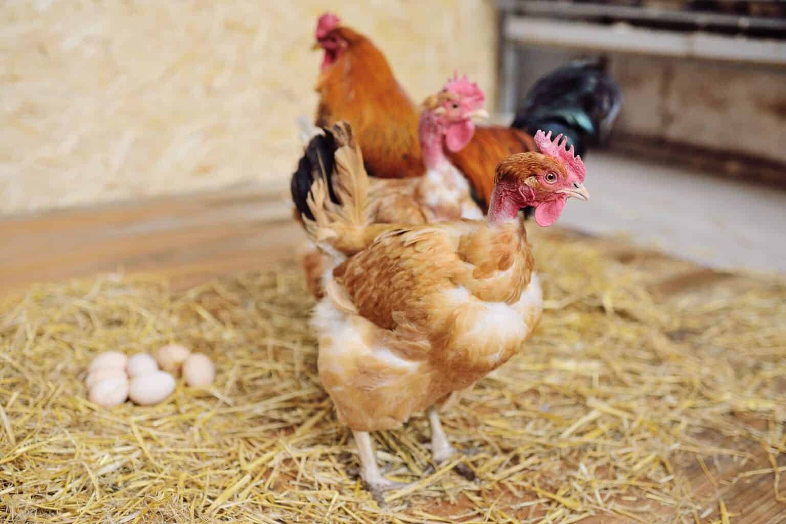 đá gà việt đá gà việt