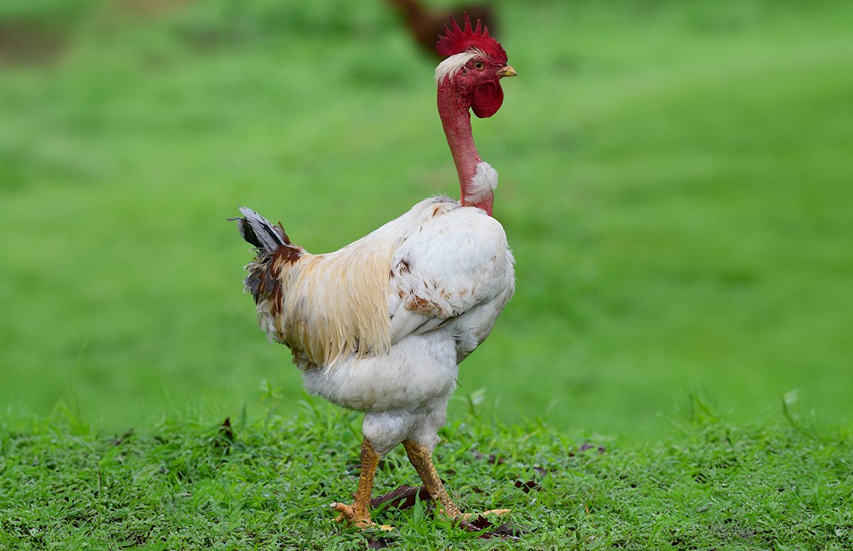 người đá gà người đá gà