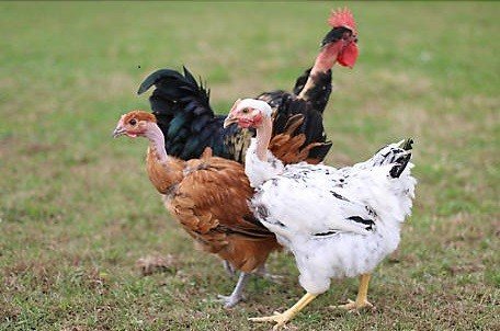 đá gà thomo trực tiếp hôm nay