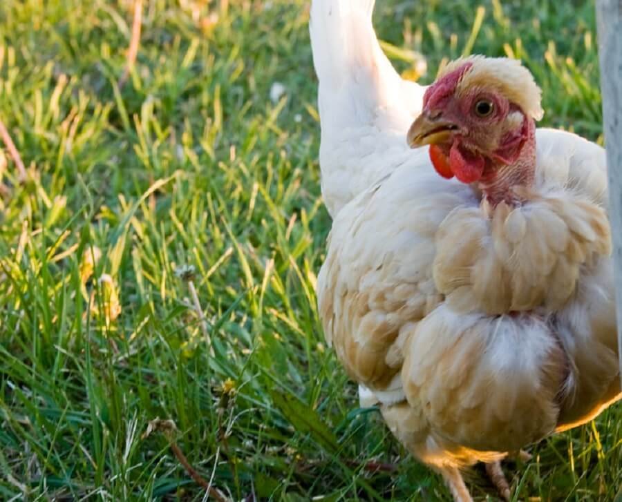 đá gà nòi trực tiếp hôm nay đá gà nòi trực tiếp hôm nay