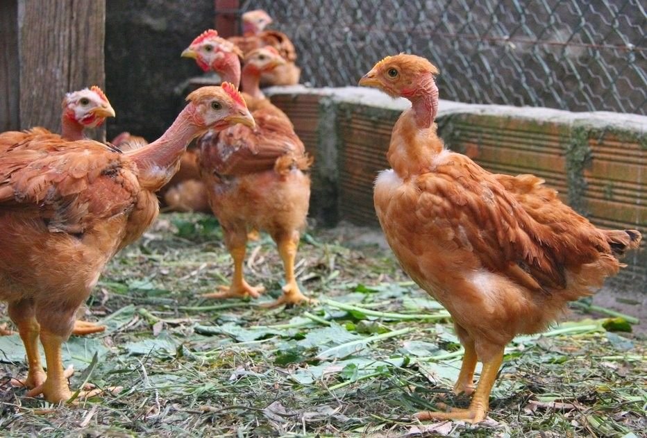 đá gà trực tiếp thomo hôm qua đá gà trực tiếp thomo hôm qua
