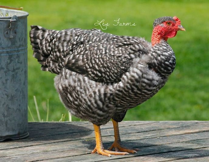 đá gà campuchia ngày thứ 7 đá gà campuchia ngày thứ 7