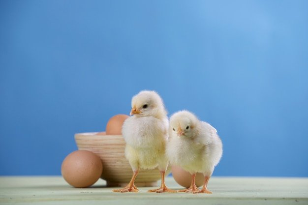 đá gà tre mới nhất thomo đá gà tre mới nhất thomo