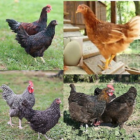 bắt đá gà qua điện thoại bắt đá gà qua điện thoại