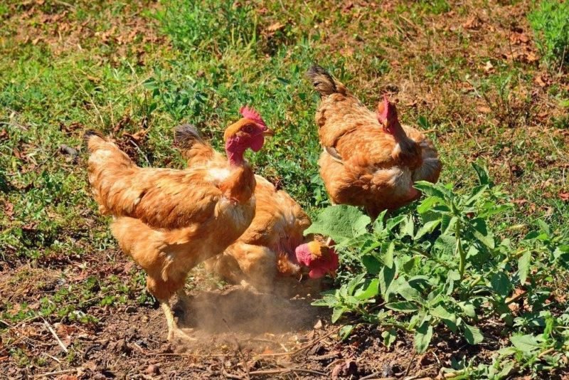 trị tang cho gà mới đá về trị tang cho gà mới đá về