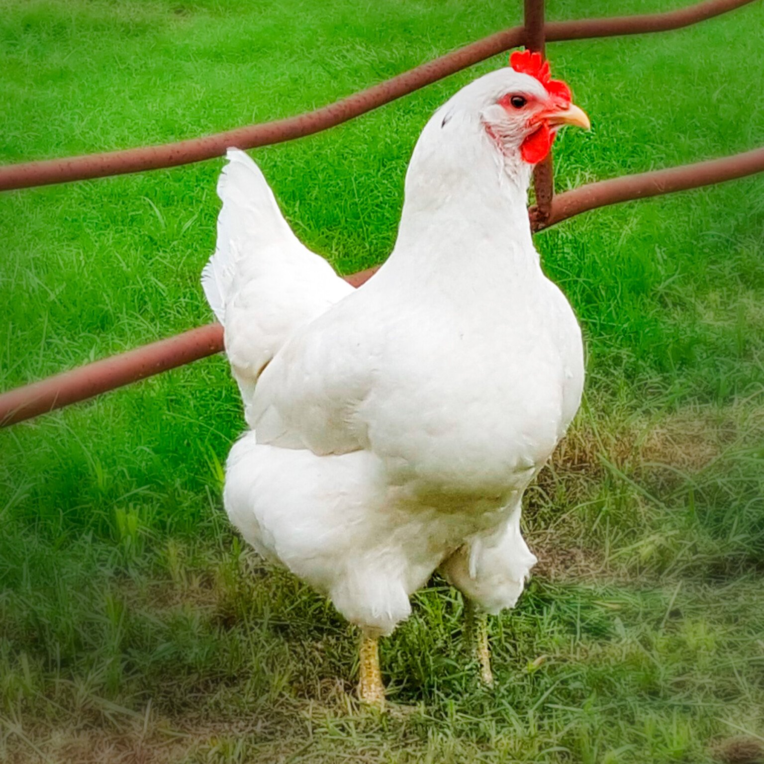 đăng ký đá gà sv388 đăng ký đá gà sv388