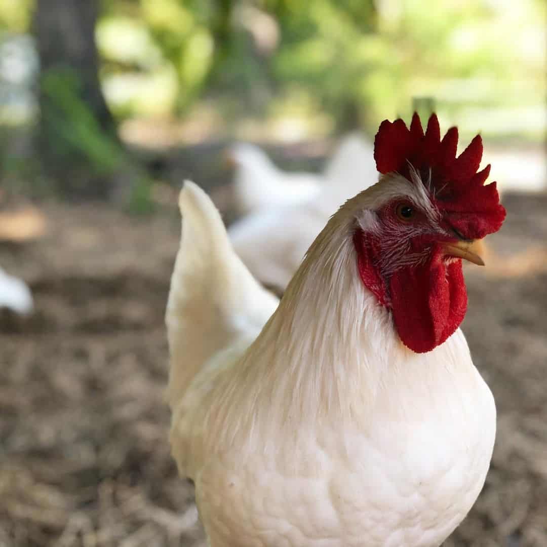 đá gà hài hước đá gà hài hước