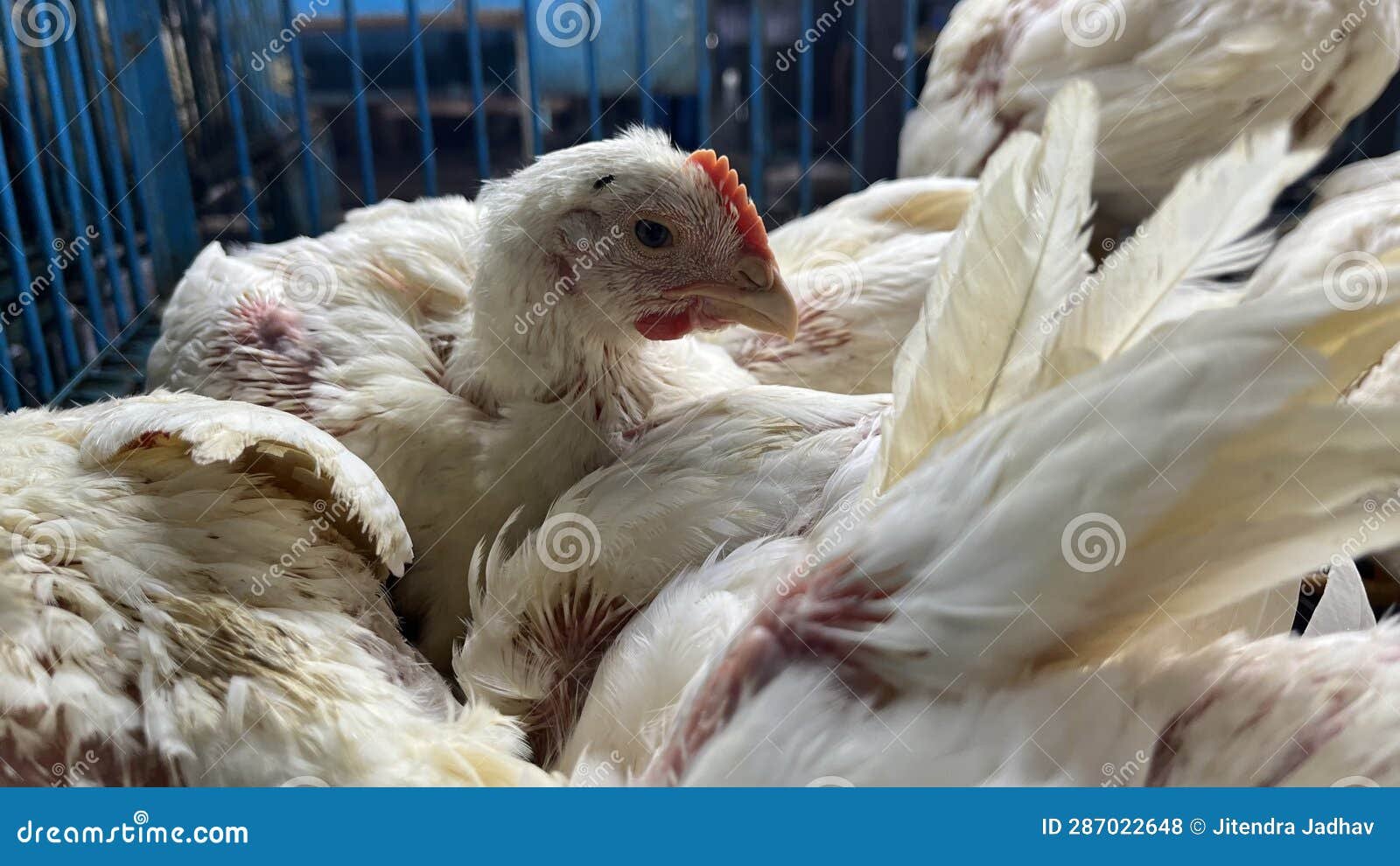 đá gà thomo trực tiếp ngày 29 tháng 9 đá gà thomo trực tiếp ngày 29 tháng 9