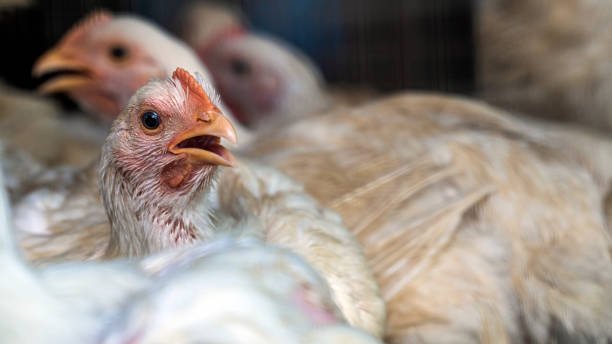 cách bắt đá gà trên mạng cách bắt đá gà trên mạng