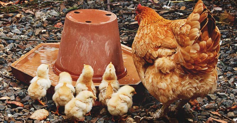 đá gà thomo ngày 31 tháng 7 năm 2019 đá gà thomo ngày 31 tháng 7 năm 2019