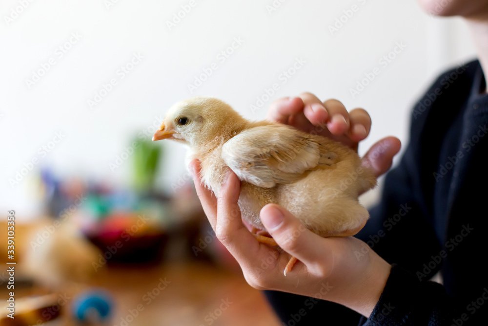 đá gà thomo 7 8 2019 đá gà thomo 7 8 2019