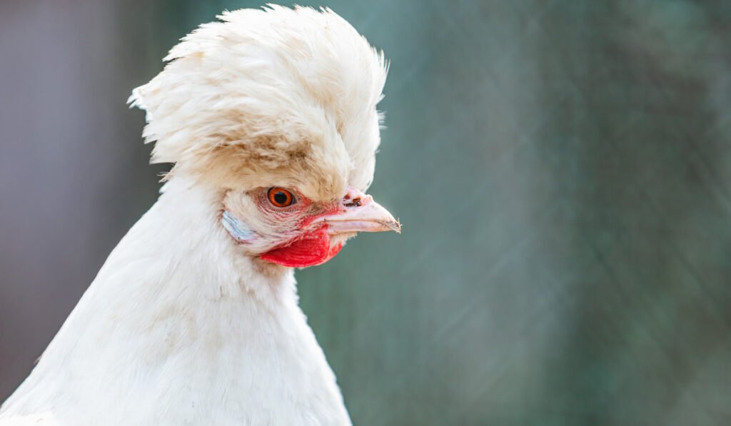 gà con đá nhau gà con đá nhau