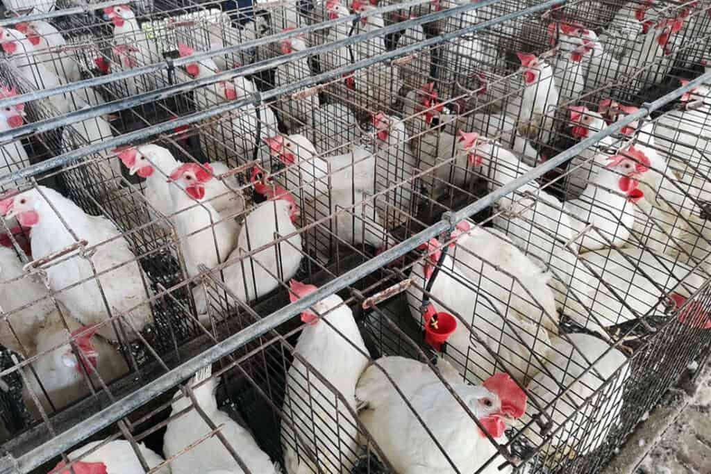 các nguyên tác cơ bản trong đá gà cựa các nguyên tác cơ bản trong đá gà cựa