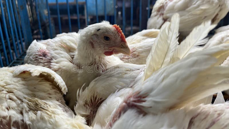 xem gà đá cựa sắt hay nhất xem gà đá cựa sắt hay nhất