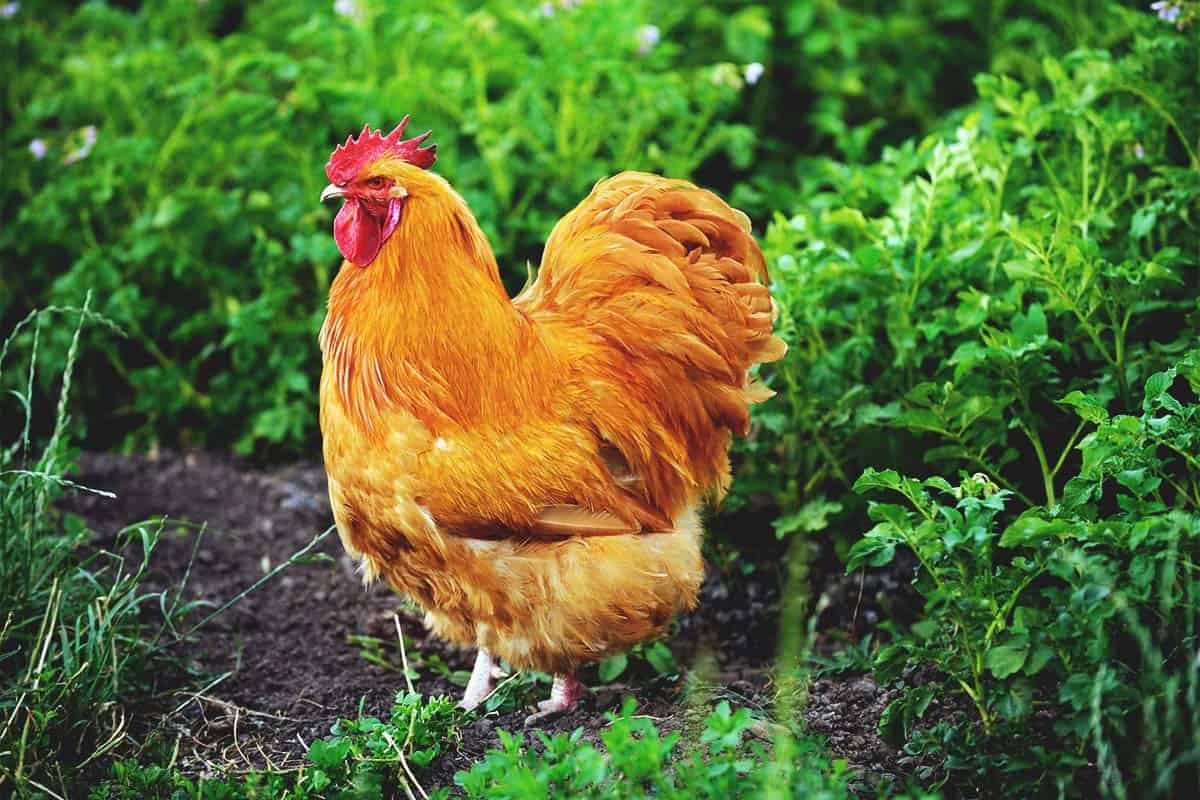 gà di đá về sưng đầu gà di đá về sưng đầu