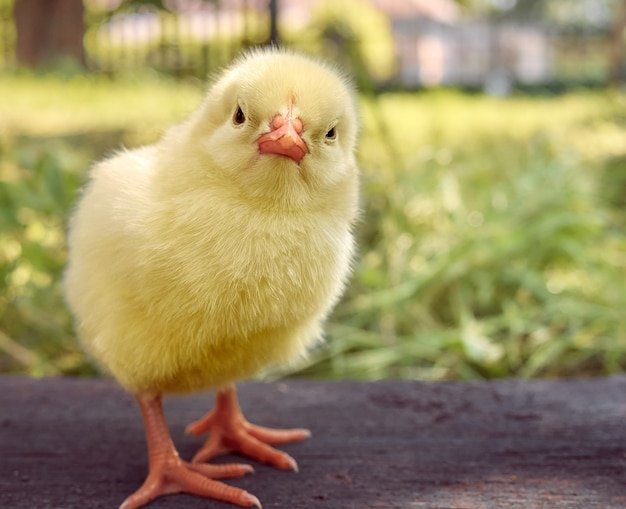 gà cùng một mẹ chớ hoài đá nhau tiếng anh gà cùng một mẹ chớ hoài đá nhau tiếng anh