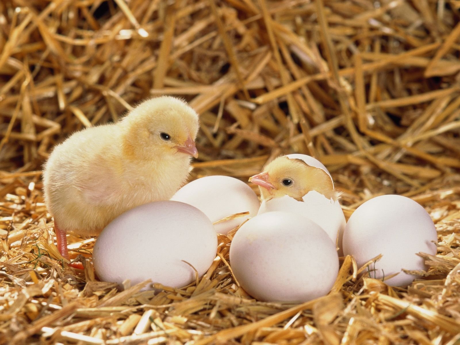cách xem màu lông gà đá,Giới thiệu về cách xem màu lông gà đá cách xem màu lông gà đá,Giới thiệu về cách xem màu lông gà đá