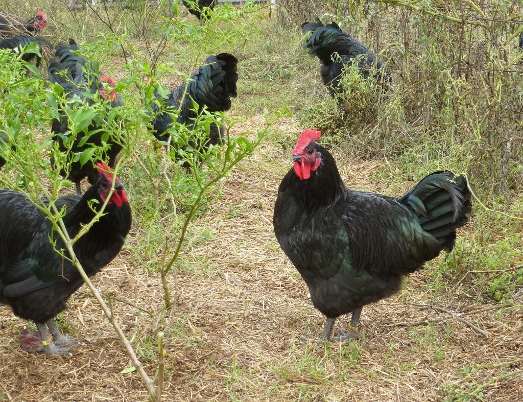 bán gà đá hậu giang bán gà đá hậu giang