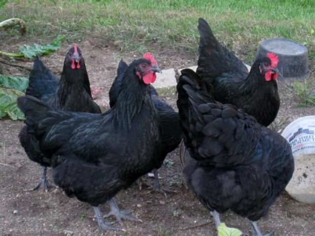 đá gà thomo ngày 20 tháng 1 năm 2019 đá gà thomo ngày 20 tháng 1 năm 2019