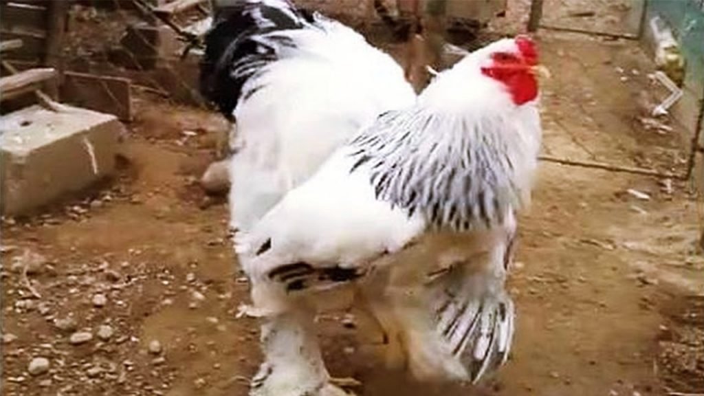đá gà thomo mới nhất năm 2019 đá gà thomo mới nhất năm 2019