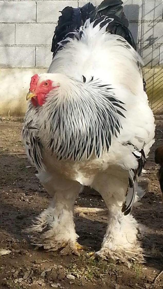 đá gà thomo ngày 30 tháng 6 đá gà thomo ngày 30 tháng 6