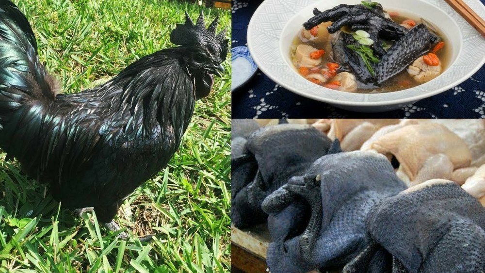coi vảy gà đá cựa sắt hay coi vảy gà đá cựa sắt hay
