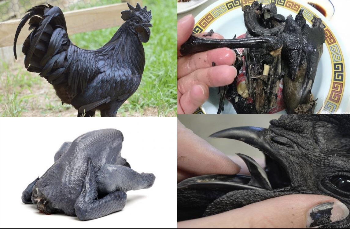 trực tiếp đá gà thomo hôm nay thứ tư trực tiếp đá gà thomo hôm nay thứ tư