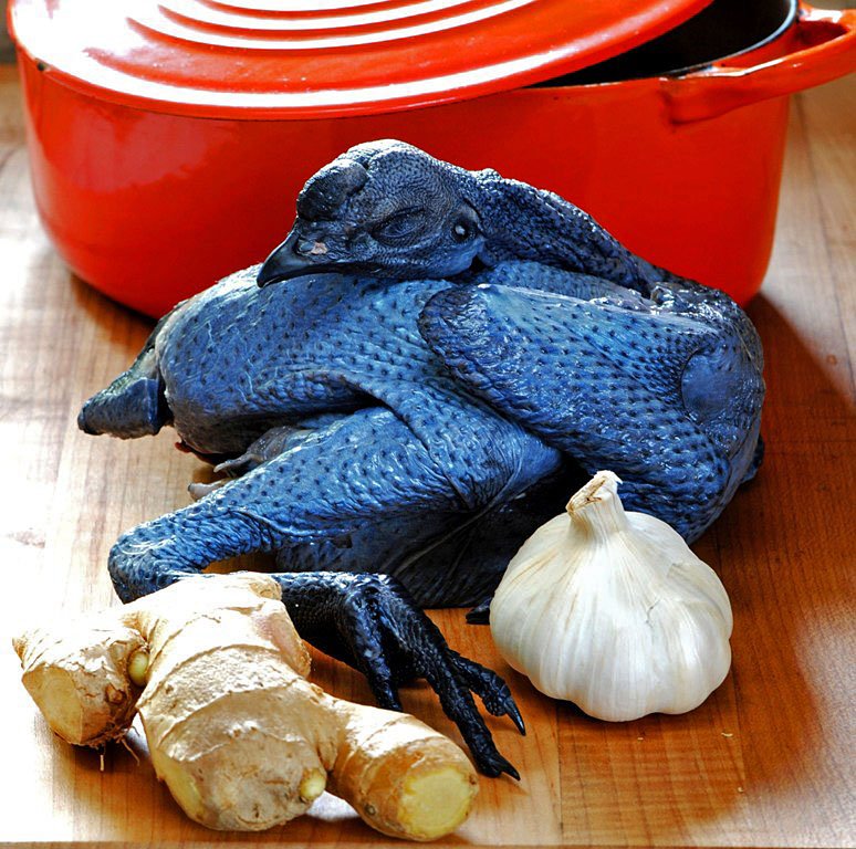 cách mài cựa gà đá cách mài cựa gà đá