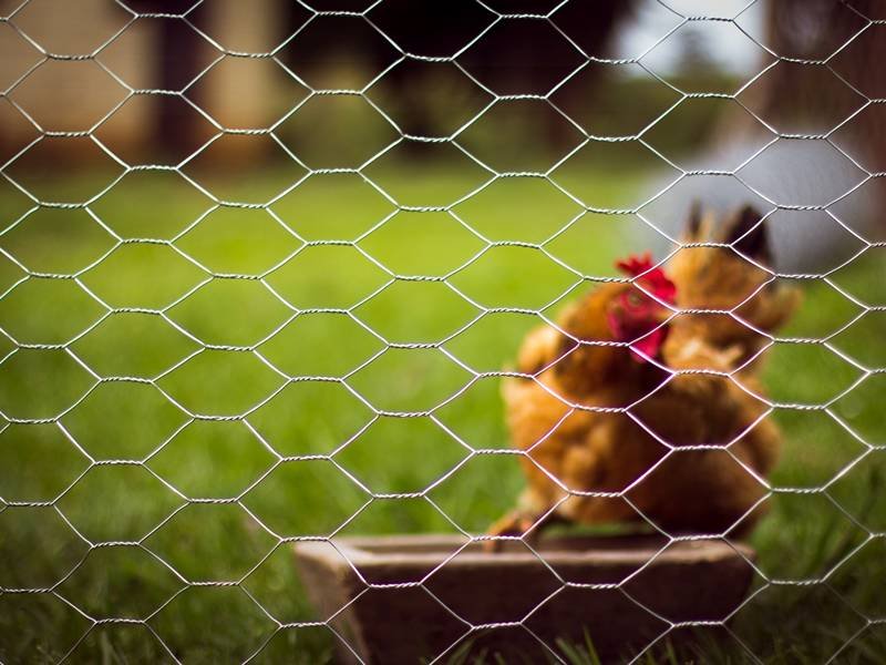 xem đá gà campuchia hôm nay xem đá gà campuchia hôm nay