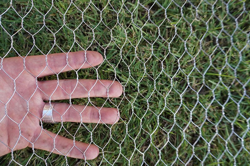 cách chăm sóc gà chọi đi đá cách chăm sóc gà chọi đi đá