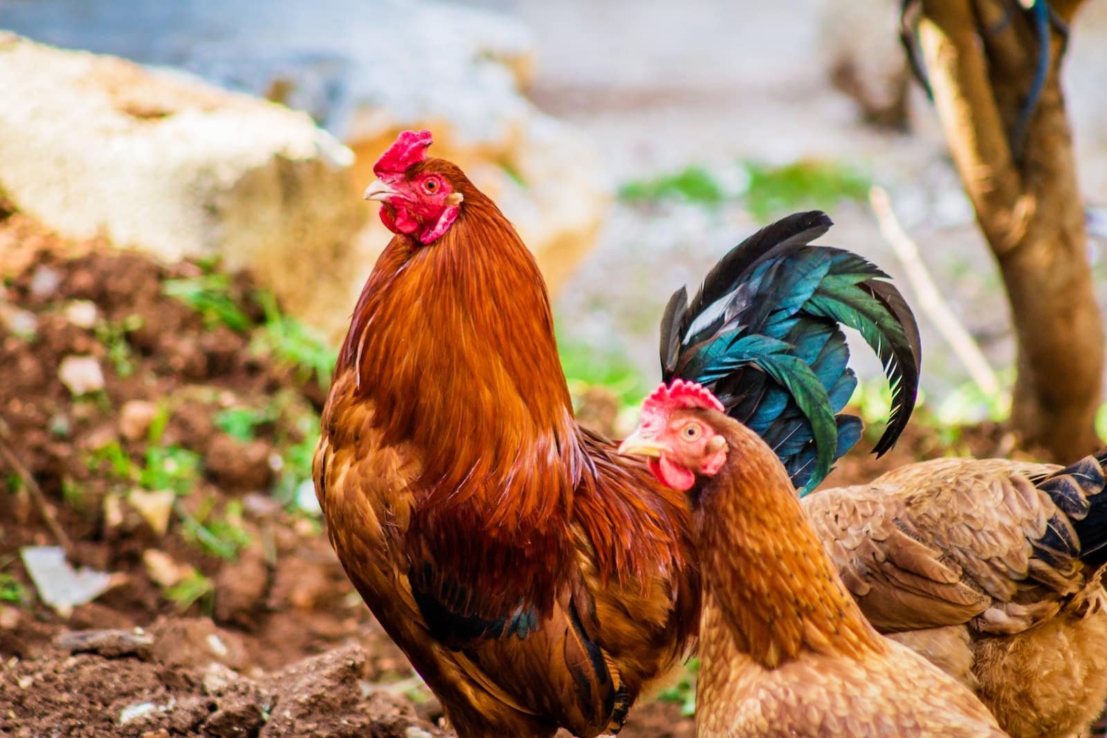 cách nuôi gà tre chuẩn bị đá cách nuôi gà tre chuẩn bị đá