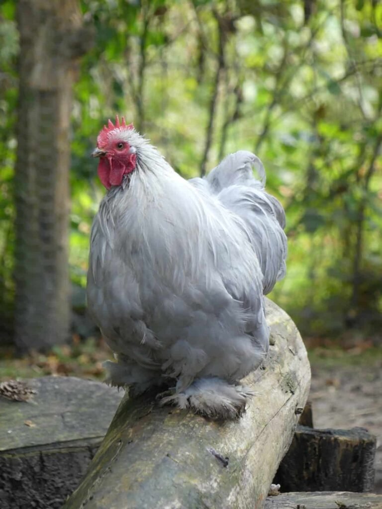 gà đá miền bắc