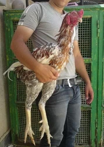 cách xem gà đá cựa hay