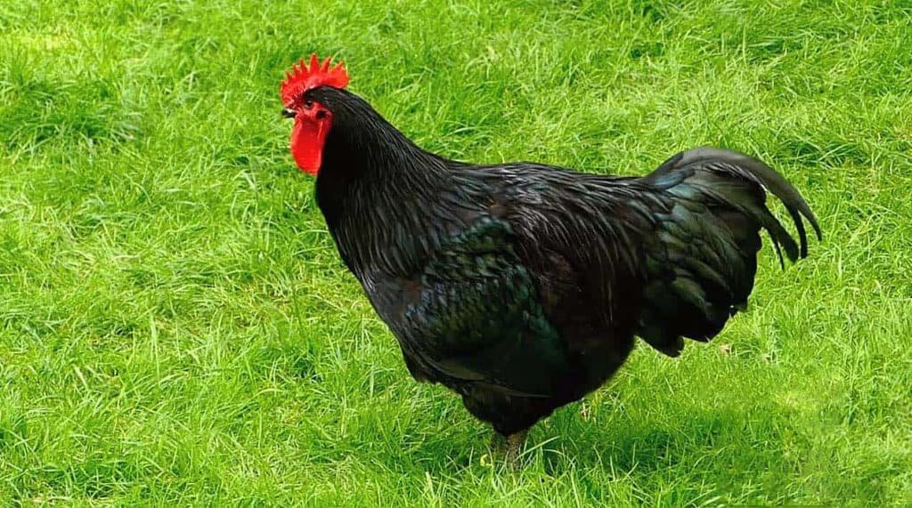 đá gà lông 3kg đá gà lông 3kg