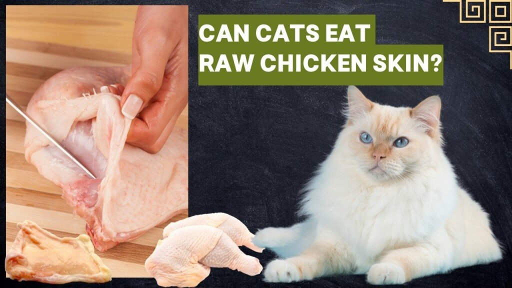 gà bông đá ngày nào gà bông đá ngày nào