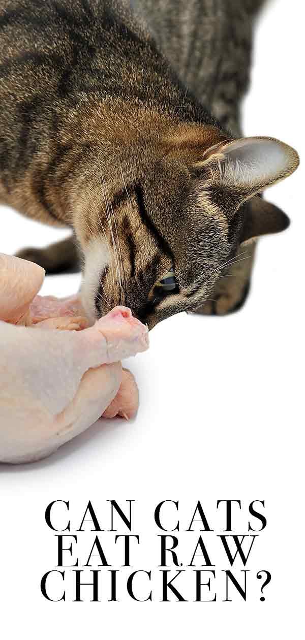 hướng dẫn chăm gà chọi truoc khi đá hướng dẫn chăm gà chọi truoc khi đá